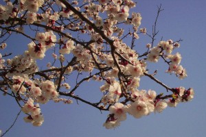 Cherry blossoms, 2009