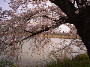 Cherries at Toyano Lagoon