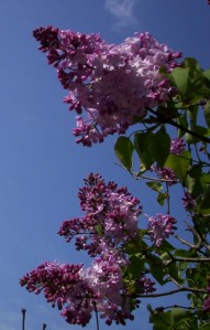The time of the lilacs is here.