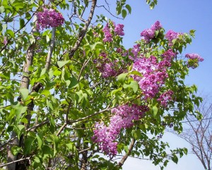 "I am looking at lilacs, and I see / Shapes of dreams in a ghost-light sea...."
