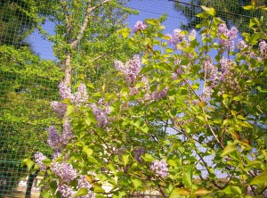 "I am looking at lilacs, and I see / All things wild, forever, free...."