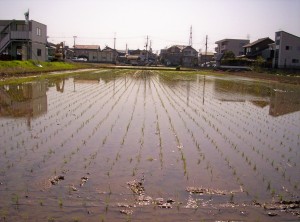 Sing, frogs! Grow, rice! (This is within a block of my apartment.)