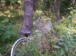 This bicycle beside a wooded path on Niigata University's campus has been welcomed and given a place.