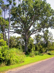 Abraham Lincoln might conceivably have passed within sight of this oak in my front yard, since his law circuit would have taken him along this route between Allenton and Taylorville.